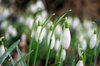 Snowdrops