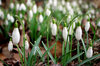 Snowdrops