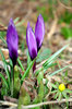 Crocus