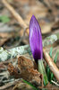 Crocus