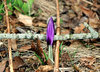 Crocus