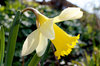 Daffodil