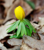 Eranthis
