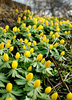 Eranthis