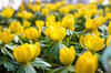 Eranthis