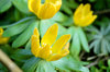 Eranthis