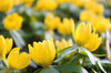 Eranthis