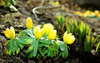 Eranthis