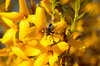 Forsythia