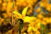 Forsythia