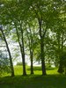 Shady Trees