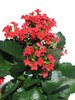 kalanchoe