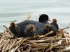 Mother Coot and youngsters