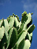 reaching for the sky