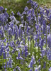 Bluebells