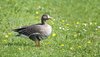 Goose