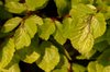 Beech