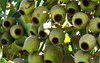green gumnut cluster