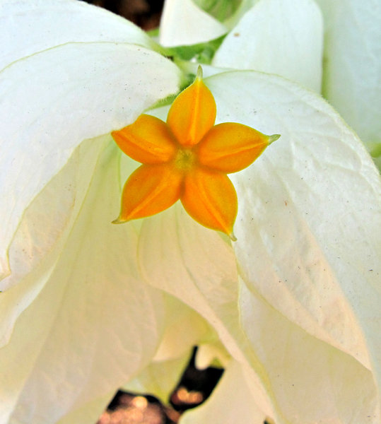 orange & whte: furry bright orange flower with white surrounding bracts