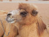 camel