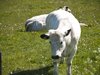 Summer Cows