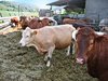 cows
