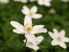 Anemone