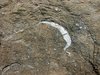 Fossils