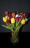 Colourful tulips