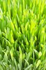 Grass