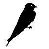 silhouettes swift