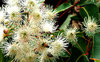 white gum tree blossoms
