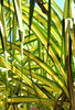 thru the foliage