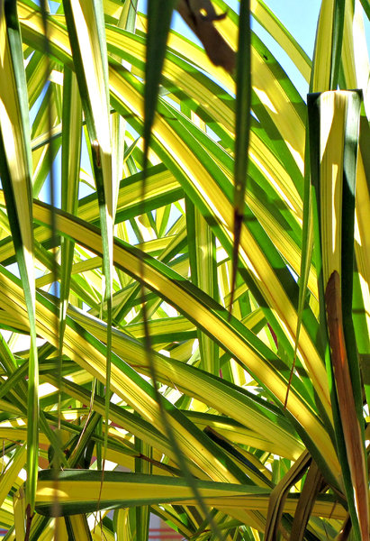 thru the foliage: bright green and yellow palm foliage