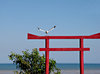 seaside torii gate