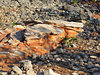 rocky shore