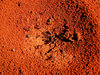 red entrance -  bull ants nest
