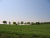 tree row on a spring meadow
