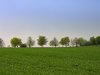 tree row on a spring meadow 2
