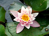 water lilly