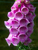 foxglove