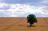 stand alone