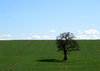 stand alone bare