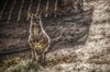 mammal