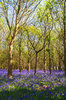 Bluebell woods