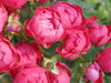 Brilliant Flowers