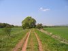 idyllic spring walkway