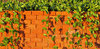 creepered brickwork