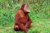 oran utan chilling