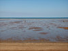 low tide waders